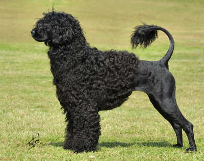 portuguese_water_dog_9r023d-128.jpg